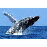 Whale Watch Cruise by Zodiac from Kauai