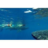 Whale Shark Encounter Full-Day Tour from Riviera Maya