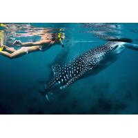 whale shark snorkeling day excursion to la paz