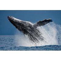 Whale Watching: Humpback Whales in Cabo San Lucas