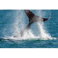 whale watching cruise and hillarys boat harbour day trip from perth