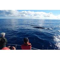 Whale Watching Off Portugal\'s Coast