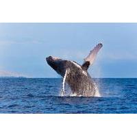 Whale Watching Adventure from Grand Turk