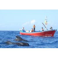 Whale and Dolphin Watching in Canary Islands