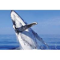 whale watching combo in cabo san lucas sightseeing cruise snorkeling a ...