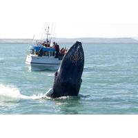 Whale Watching including Gullfoss and Geysir Express Tour from Reykjavik