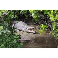 whitsunday crocodile safari including lunch