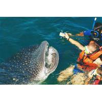 whale shark swim adventure in cancun