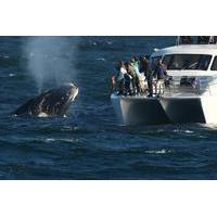 Whale Watching and Hermanus Wine Route: Private Guided Day Tour from Cape Town