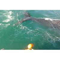Whale Watching from Hermanus