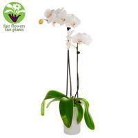 White Orchid - flowers