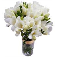 White Freesia