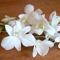 White Long Stem Orchids