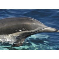 Whale Watching & Dolphin Watching For Two