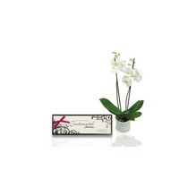 White Orchid with Continental Chocolates