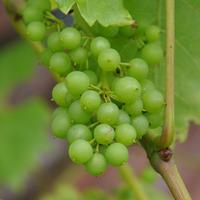 White Grape Vine Gift