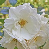 White Ramanas Rose (Hedging) - 500 bare root hedging plants