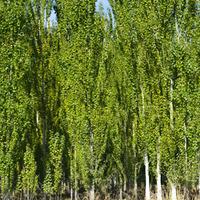 white poplar hedging 1 bare root hedging plant
