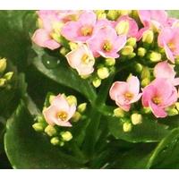 White and Pink Plant Basket