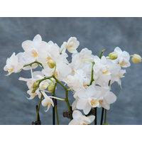 White Orchidea Vase