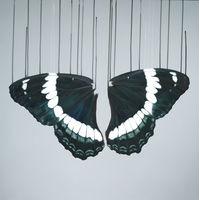 What Remains of Psychae Mini By Louise McNaught