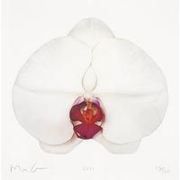 White Orchid By Marc Quinn