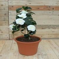 White Camellia Alba Plena 1 Pre-Planted Container