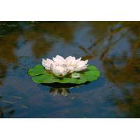 White Water Lily with Frog Floating Pond Decoration by Apollo Garden