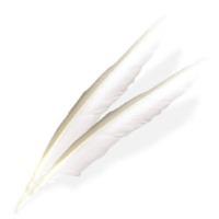 white pack of 6 wing feathers