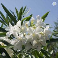 White Oleander Standard tree 1M