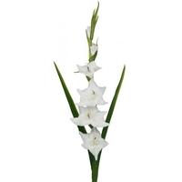 White Real Touch Gladiolus Flower (Set of 3)