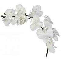 White Magic Touch Single Stem Orchid (Set of 3)