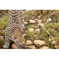 wild cat photographic tour