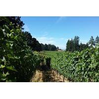 Wine Tour of Willamette Valley with a Personal Sommelier