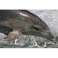 wildlife and dolphin eco tour cruise from picton