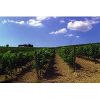 Wine Tasting Tour on the Umbrian Hills with Lunch