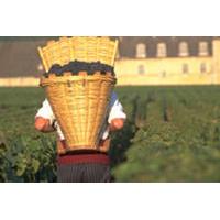 Wine Tasting - Cote de Nuits Region with Two Cellar Visits