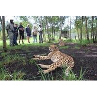 Wild Cat Experience Tour