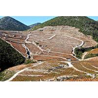 Wine and Gastronomy Tour from Dubrovnik