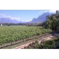 Wine Safari and Franschhoek Motor Museum Experience Guided Private Shore Excursion from Cape Town