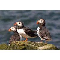 Wildlife Cruise from John O\'Groats