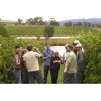 Wine Cellar Visit and Tasting in La Rioja