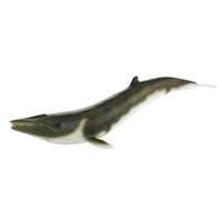 Wild Animals - Finback Whale Fig...
