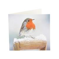 winter robin christmas cards