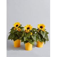 Windowsill Sunflower Trio (Free Swiss Chocolates worth £6 for a limited time)