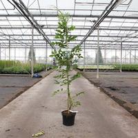 Wisteria macrostachya \'Clara Mack\' (Large Plant) - 2 x 5 litre potted wisteria plants