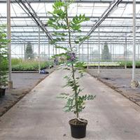 Wisteria macrostachya \'Aunt Dee\' (Large Plant) - 2 x 5 litre potted wisteria plants