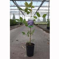 Wisteria macrostachya \'Blue Moon\' (Large Plant) - 2 x 3 litre potted wisteria plants