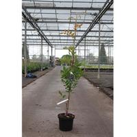 wisteria frutescens amethyst falls large plant 2 x 3 litre potted wist ...