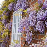 wisteria sinensis prolific large plant 3 x 2 litre potted wisteria pla ...